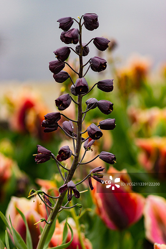 开花植物的特写，美国密苏里植物园图片素材