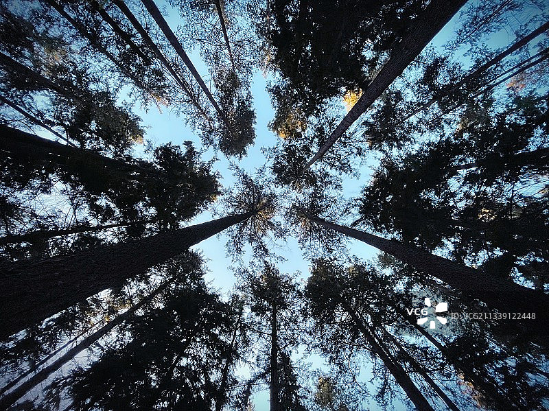 森林中的树木的低角度视图图片素材