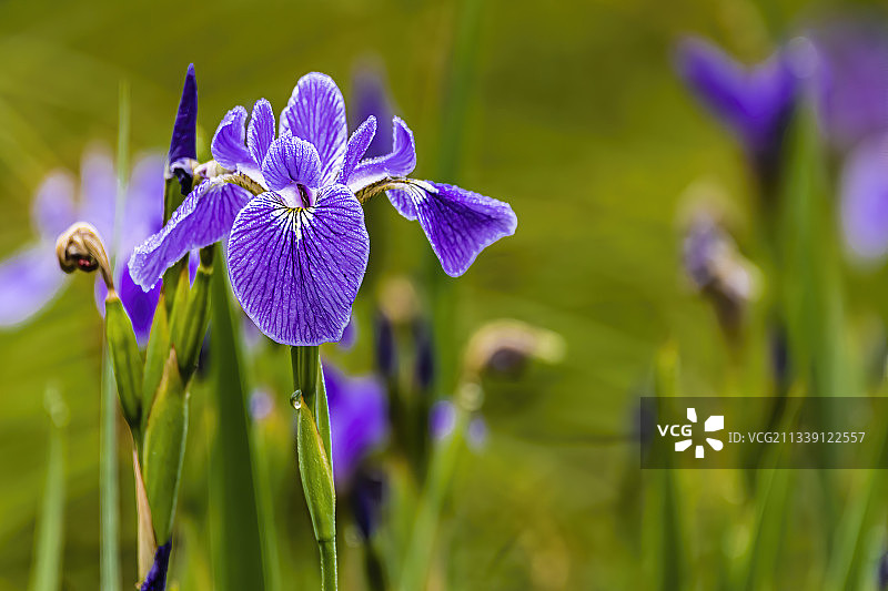 田野中的紫色鸢尾花特写图片素材