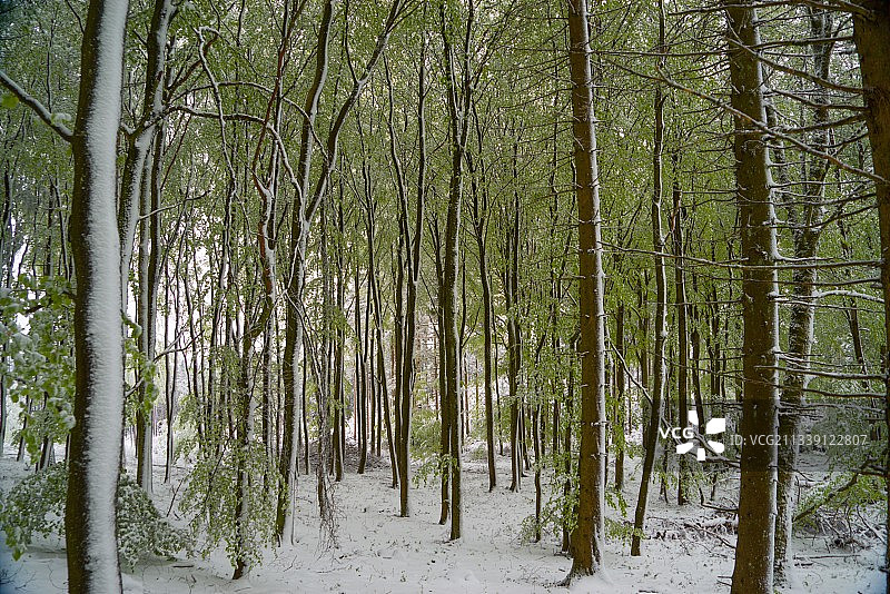 冬季德国阿德瑙森林中的树木图片素材
