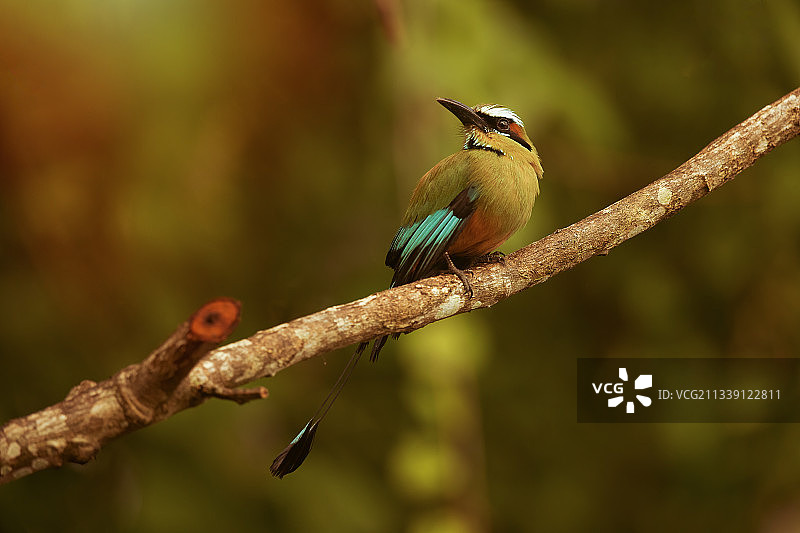 栖息于树枝上的热带蜂鸟特写，哥斯达黎加图片素材