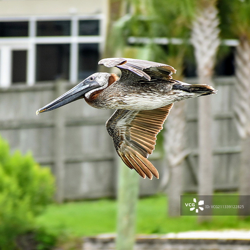 鹈鹕户外飞行的特写，查尔斯顿，美国图片素材