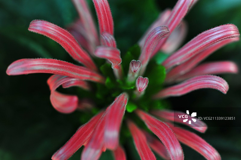 红花的特写图片素材