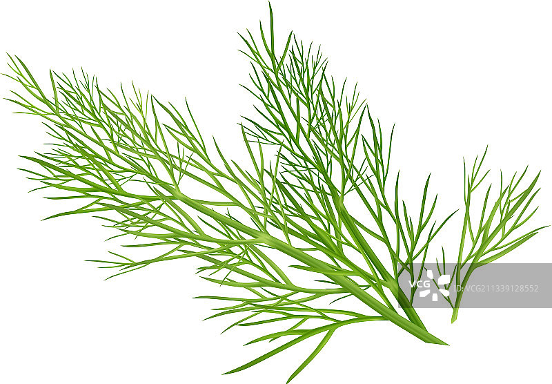 逼真的莳萝草组合图片素材