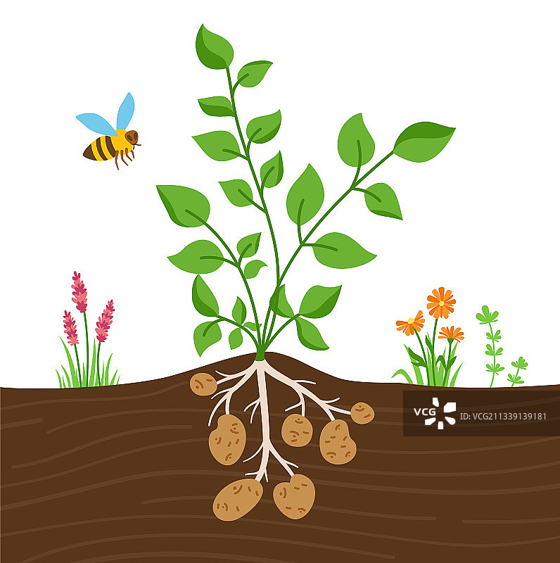 马铃薯植株的叶子和块茎图片素材