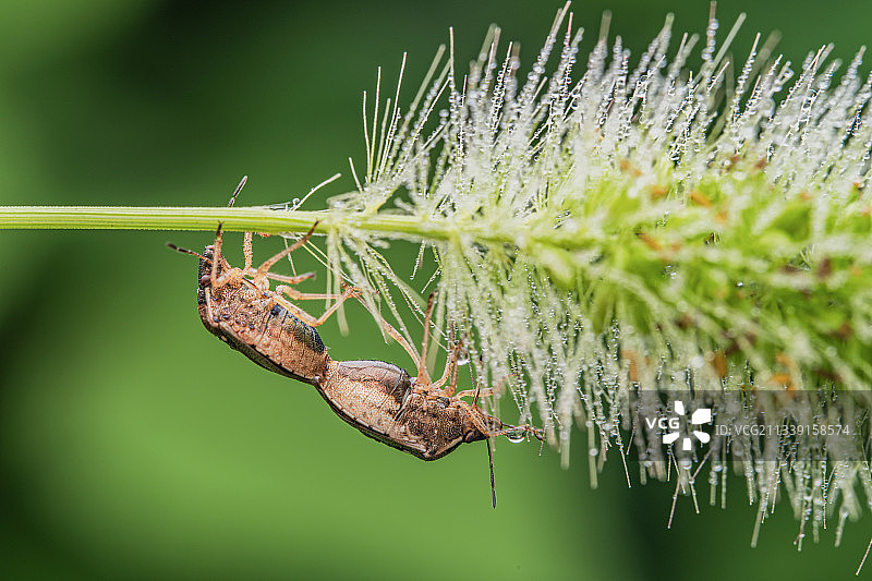 蝽昆虫繁殖图片素材
