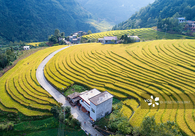 陕西岚皋桂花梯田稻谷飘香的金色季节图片素材