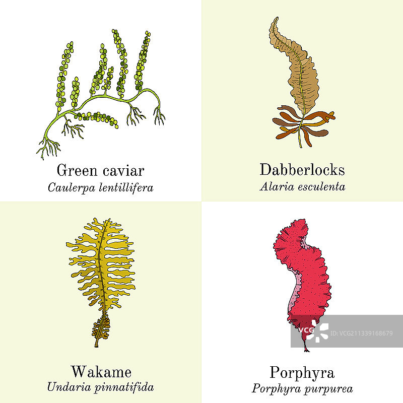 食用和药用海藻套装图片素材
