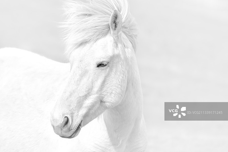 潇潇展银鬃图片素材