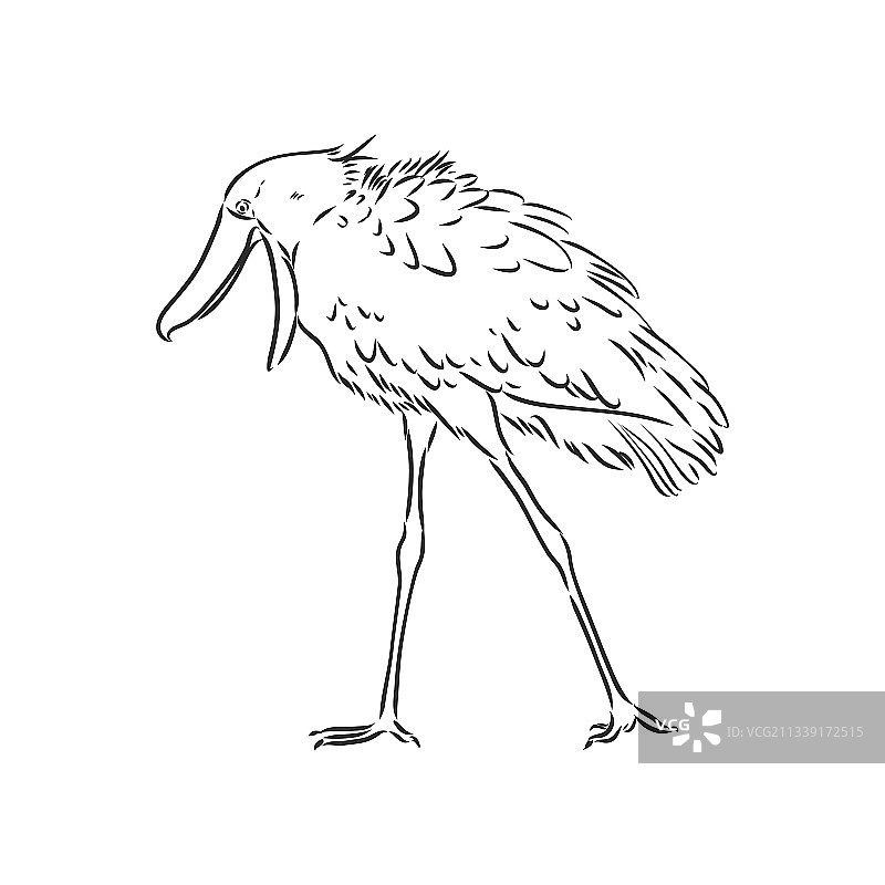手绘素描风格的鲸头鹳图片素材
