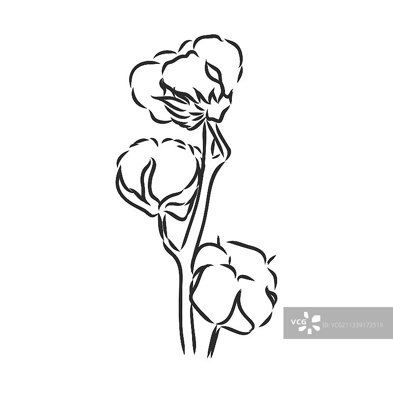 复古风手绘棉花植物图片素材