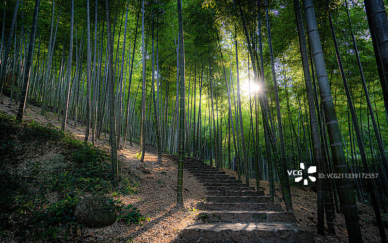 竹海之路 宜兴竹海风景区图片素材