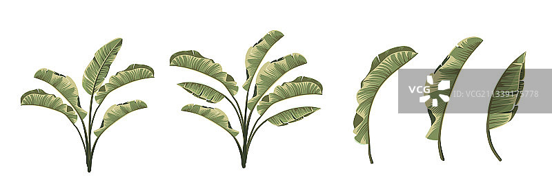 白色背景上的不同香蕉叶图片素材