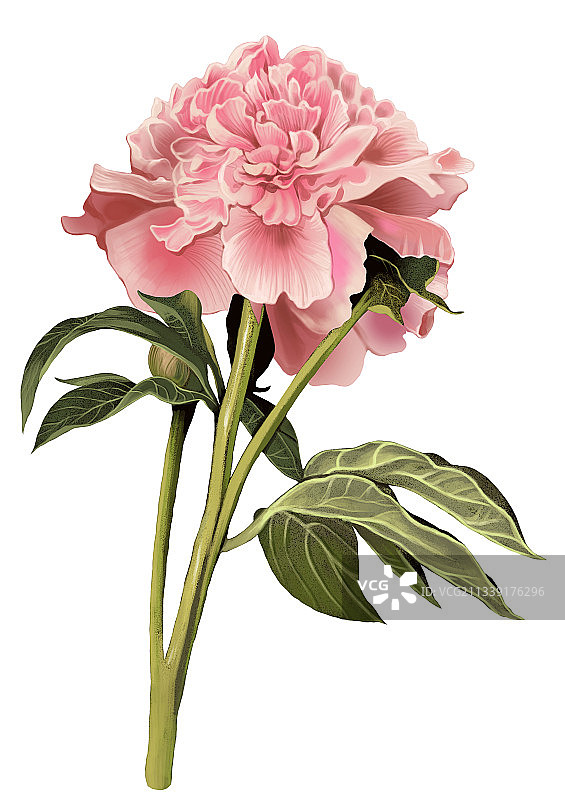 高雅的牡丹花插画图片素材