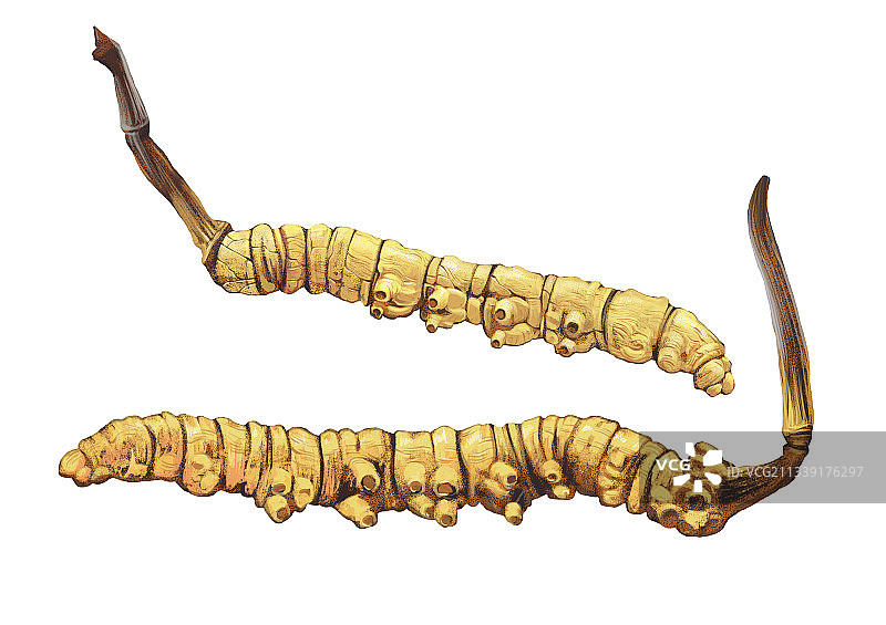 中药冬虫夏草插画图片素材
