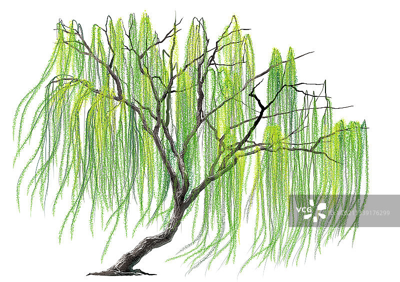 迎风飘逸的柳树插画图片素材