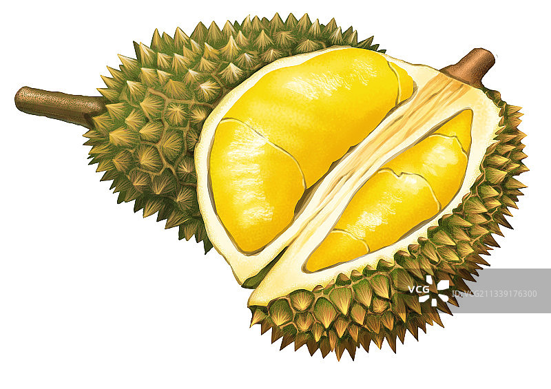 新鲜成熟的榴莲插画图片素材