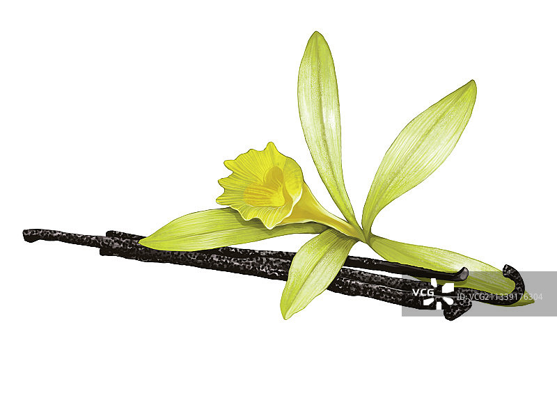 香味四溢的香草荚插画图片素材