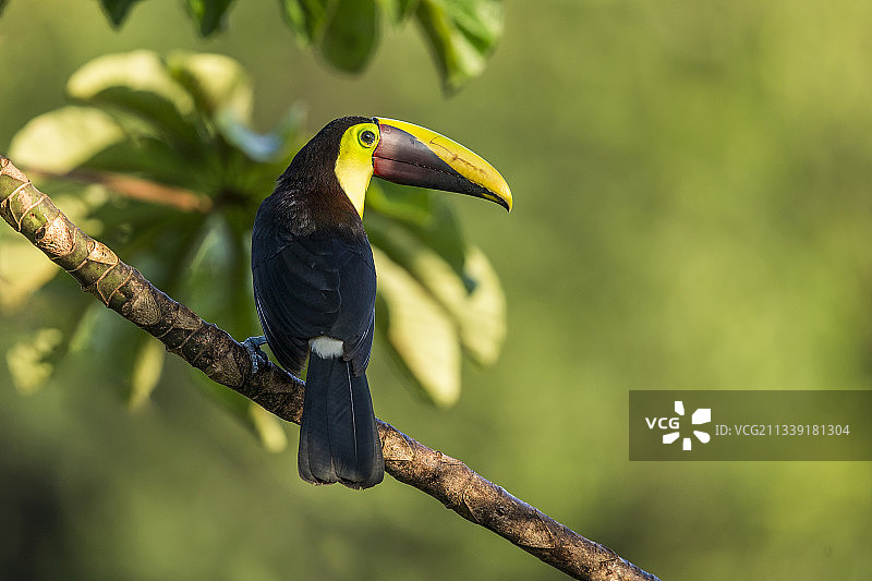 黑嘴巨嘴鸟图片素材