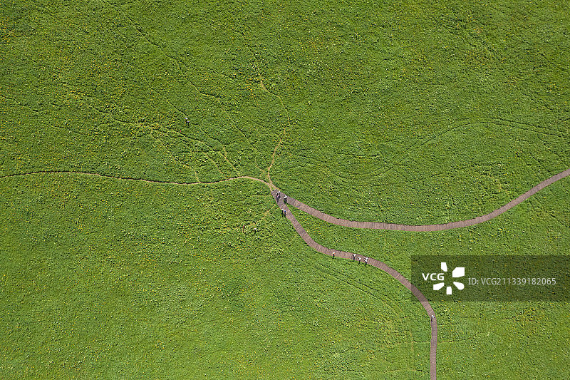 大地之根图片素材