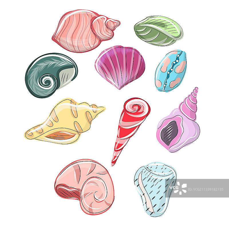 贝壳合集图片素材