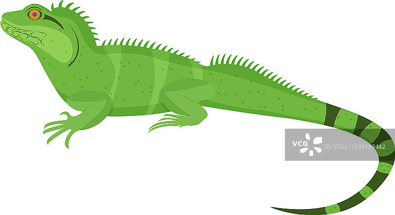 白色背景上的中国水龙图片素材