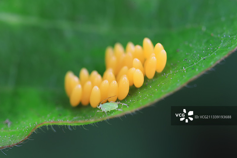 蚜虫和异色瓢虫的卵图片素材