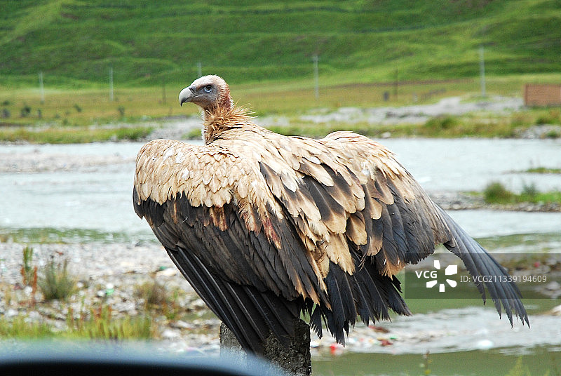 青海，玉树，兀鹫鸟图片素材