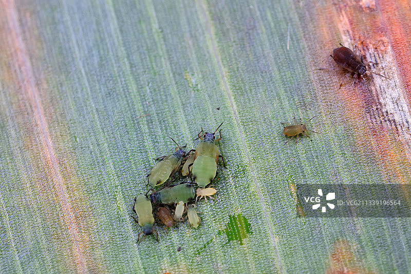 玉米蚜图片素材