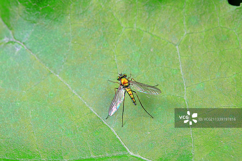 长足虻图片素材