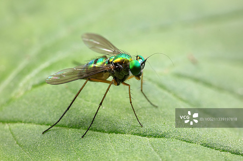 长足虻图片素材