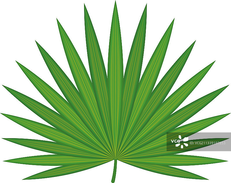 扇形棕榈树图标图片素材
