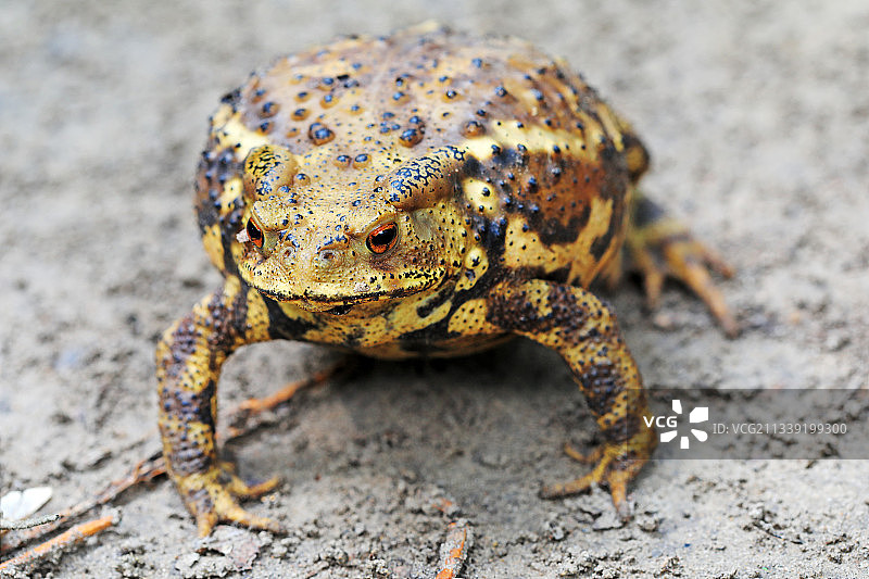 中华大蟾蜍图片素材