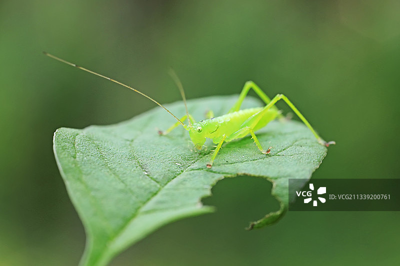 螽斯图片素材