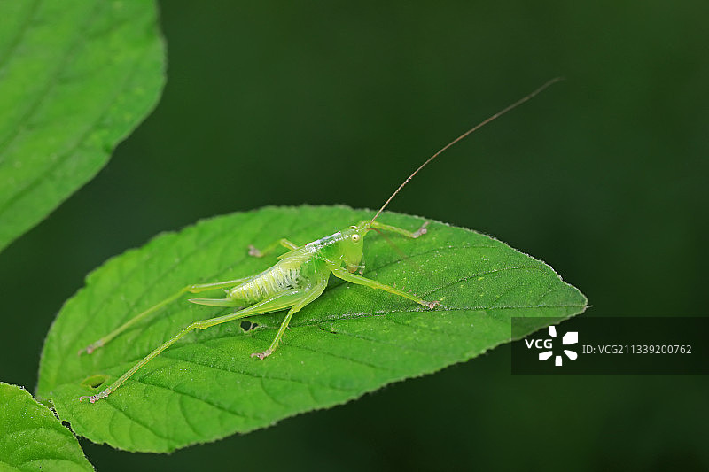螽斯图片素材