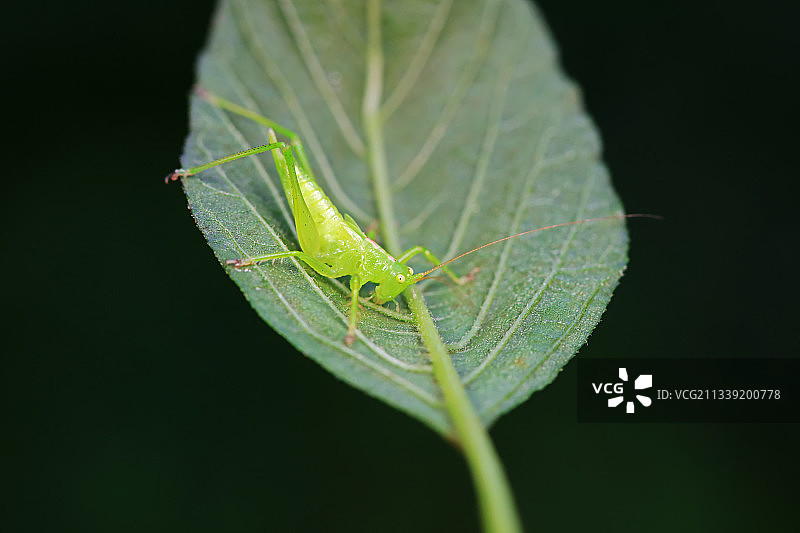 螽斯图片素材