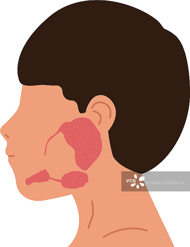 人物与唾液腺腮腺颌下腺图片素材