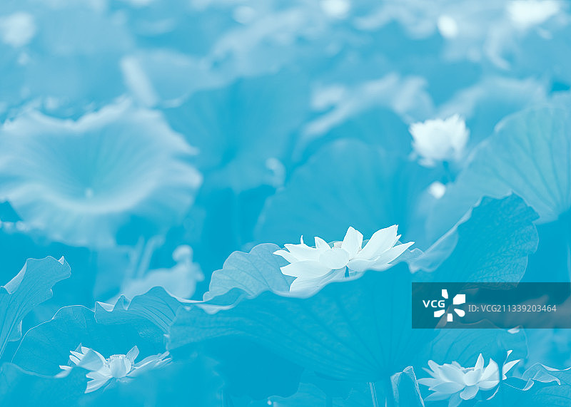 白莲雅香图片素材