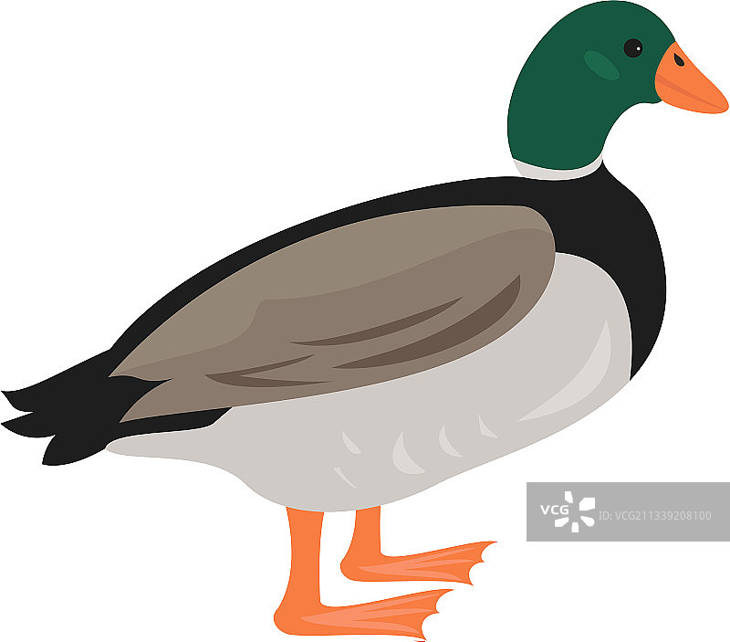 白色背景上的卡通鸭子图标图片素材