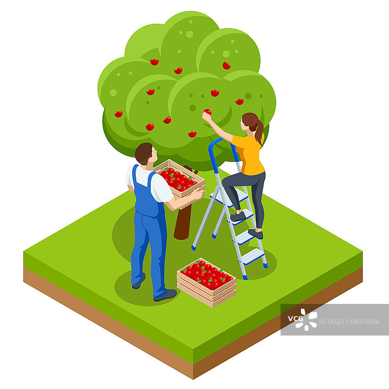 2.5D苹果园成熟水果图片素材