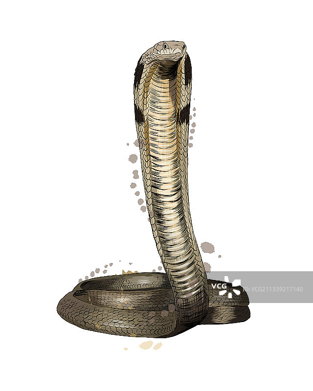 水彩眼镜蛇图片素材