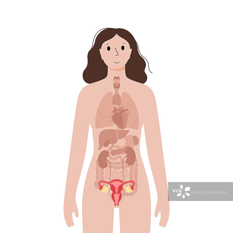 女性身体内部器官图片素材