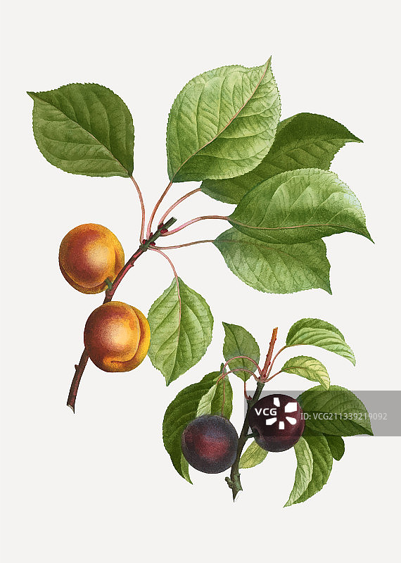 杏子和李子图片素材