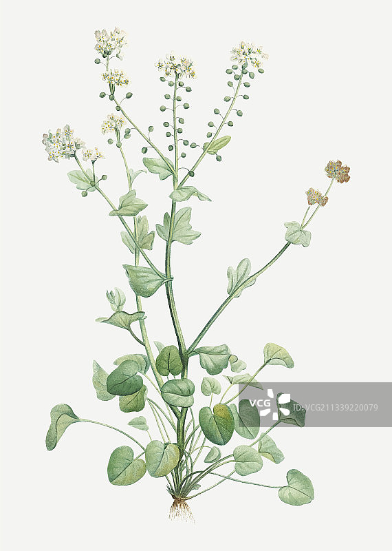 盛开的坏血草图片素材