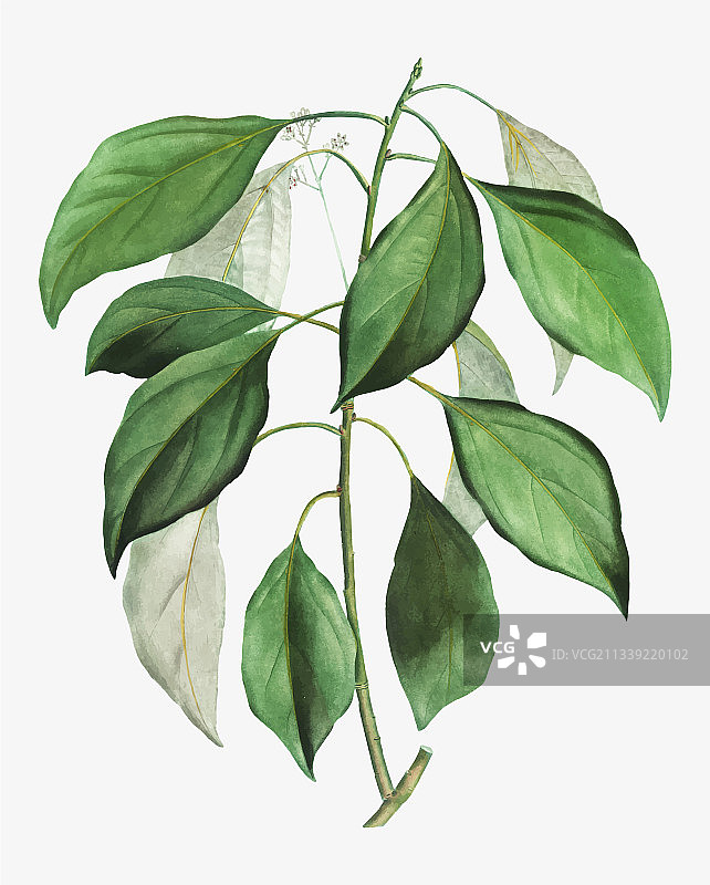 樟树枝图片素材