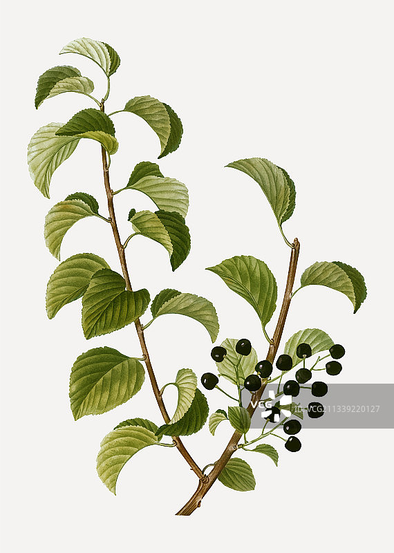 黑圣露西亚樱桃图片素材