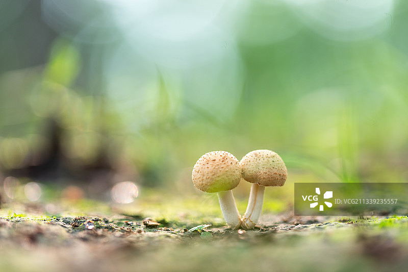 一对新鲜的野生蘑菇图片素材