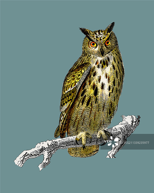 雕鸮图片素材