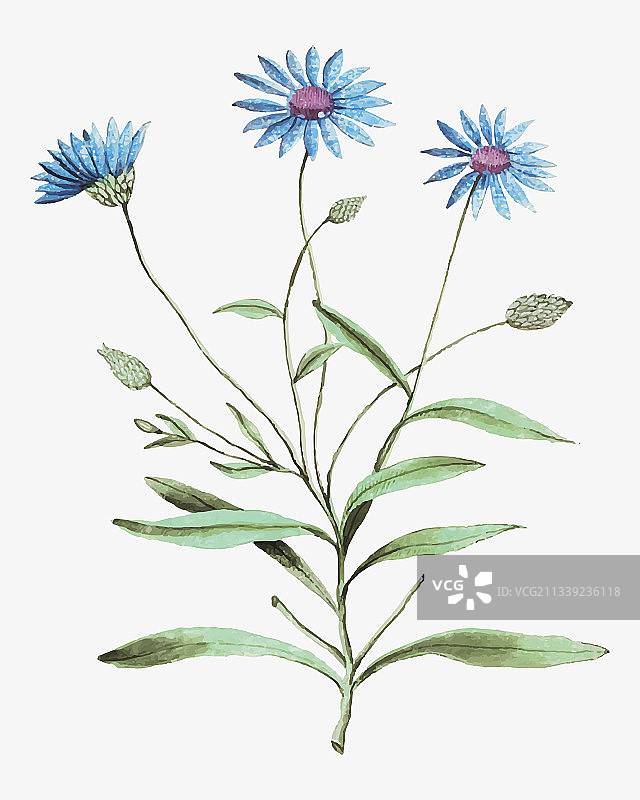 复古风格的蓝色雏菊图片素材