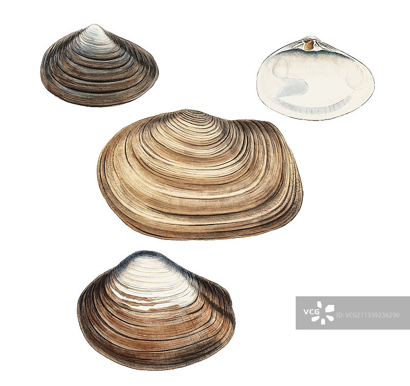 蛤蜊贝壳品种图片素材